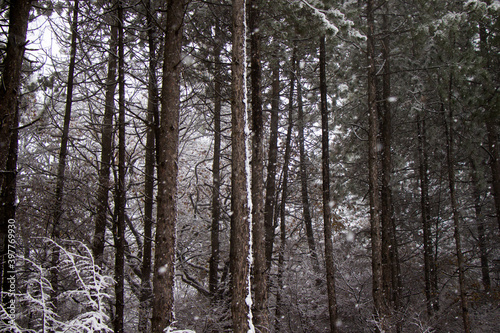 Pine trees forest and wild during snowfall  snow on the branch  snowy pine trees landscape
