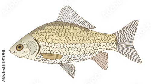 Crucian carp hand drawn colorful. Color fish, isolated on white background, design element. Vector illustration.