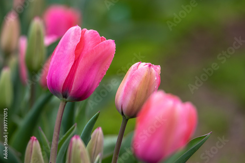 チューリップの花　春のイメージ © TOMO
