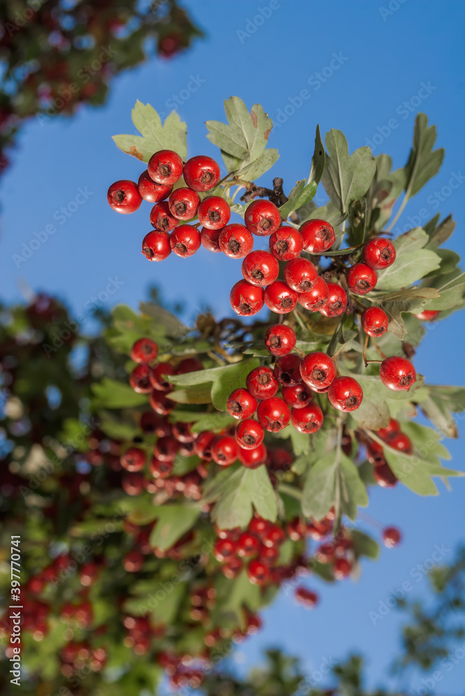Hawthorn (Crataegus sp.) in park