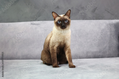 Quadro em tela Siamese cat with blue eye sitting on the sofa in house.