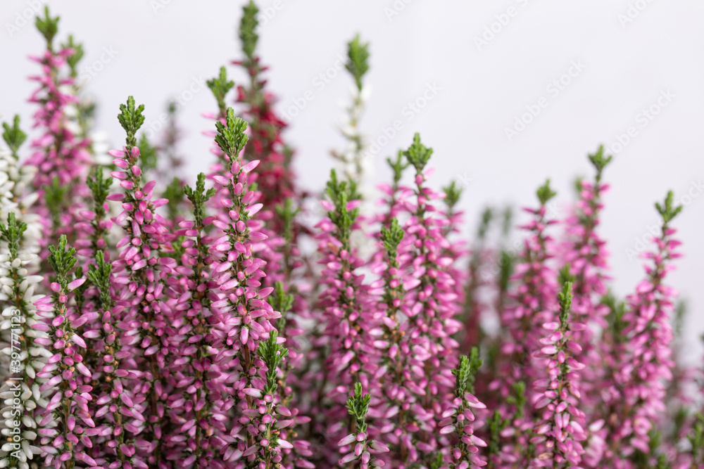 Obraz premium Calluna flowers (heather) on white background
