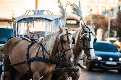 Horses are drawn in a carriage to entertain tourists in the old town