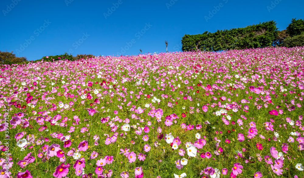 コスモス畑　秋のイメージ