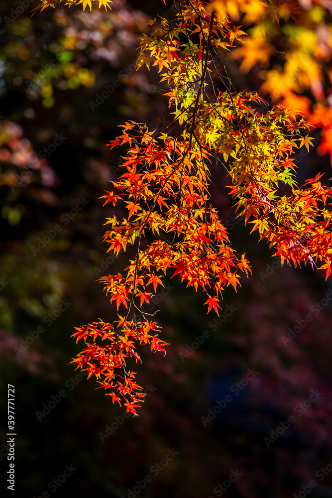 紅葉 秋のイメージ 紅葉 秋のイメージ