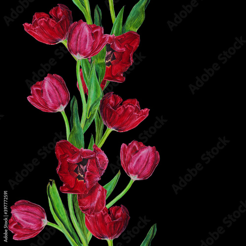 Flowers of a red tulip on a black background. Seamless watercolor pattern