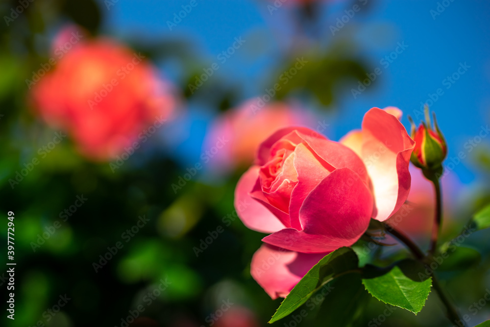Obraz premium バラの花
