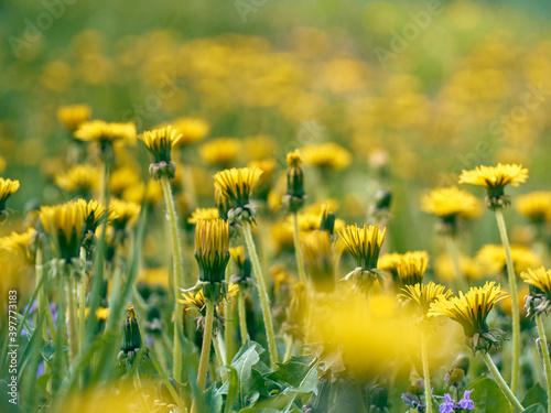 Close up of blooming yellow dandelion flowers.