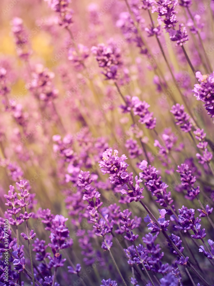 Soft focus on lavender flowers. Soft focus on lavender flowers.