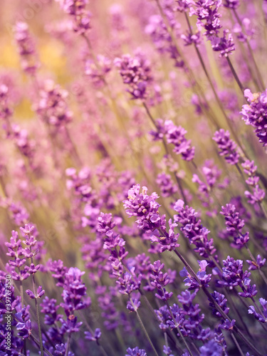 Soft focus on lavender flowers.