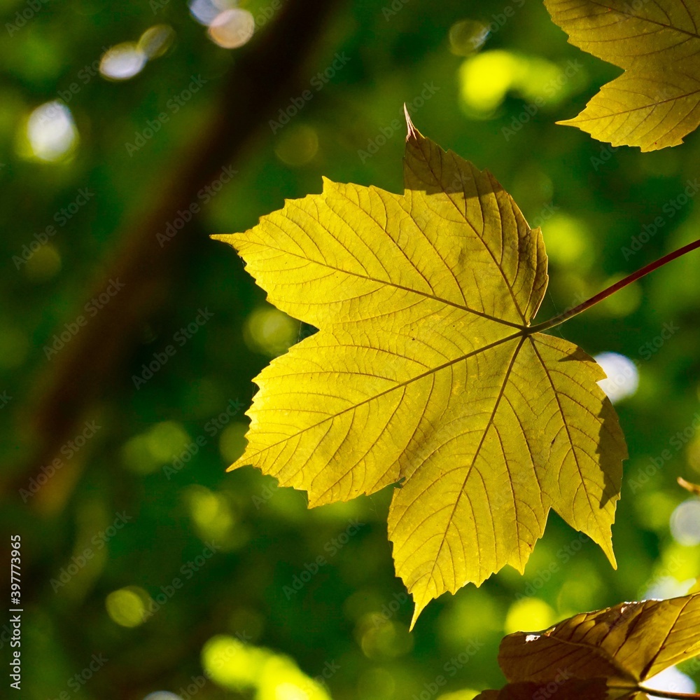Fototapeta premium green tree leaves in autumn season, green background