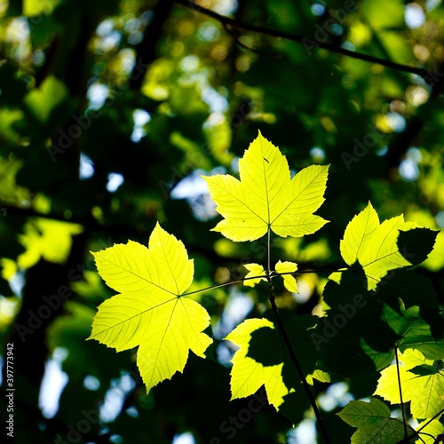 green tree leaves in autumn season, green background