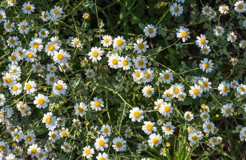 sfondo di fiori di tanacetum photo