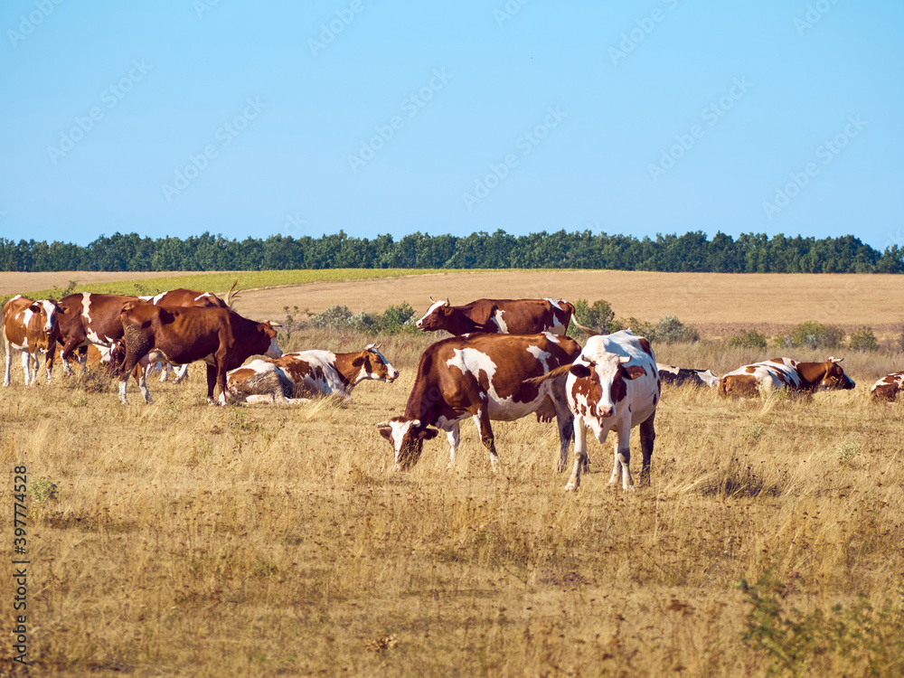 Cows on a dry field.