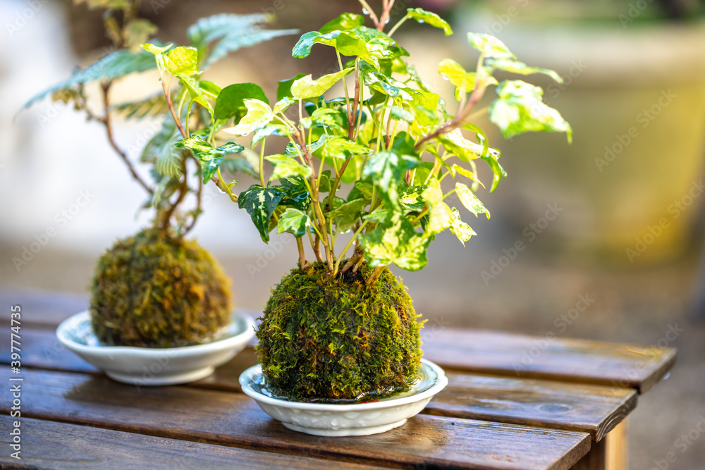 苔盆栽 和風イメージ 苔盆栽 和風イメージ