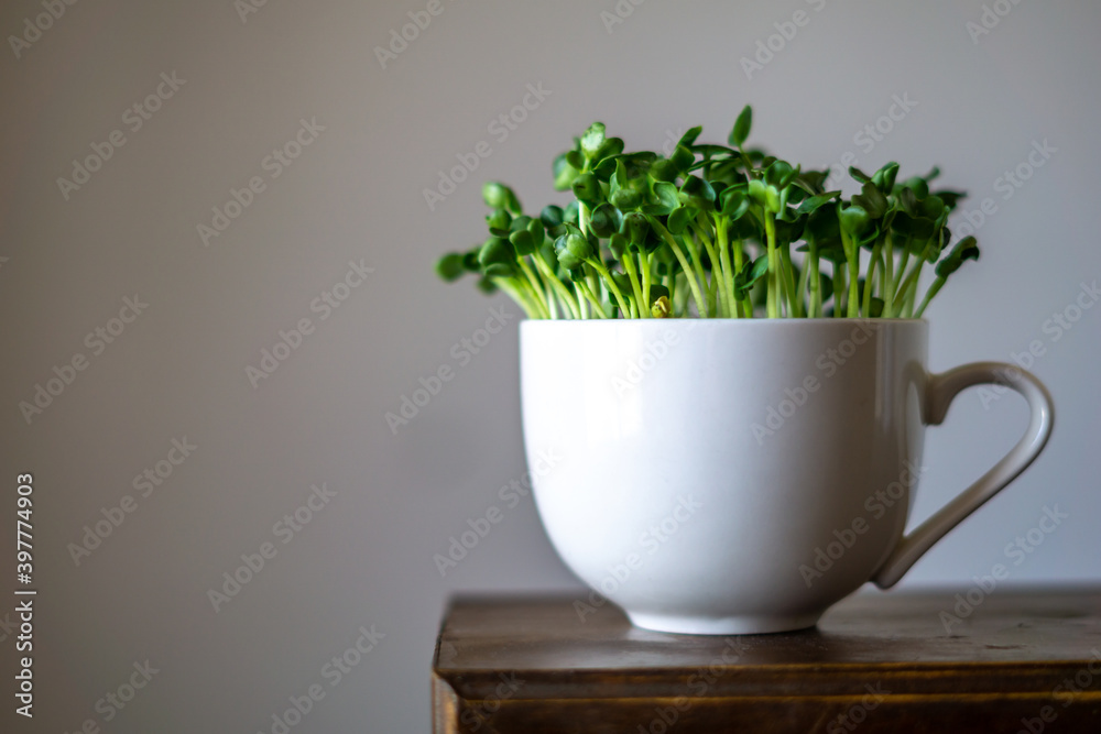 かいわれ大根の室内栽培stock Photo Adobe Stock