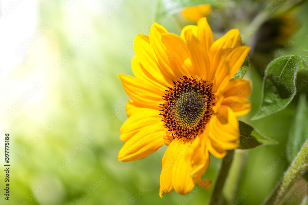 ひまわりの花 夏のイメージ ひまわりの花 夏のイメージ