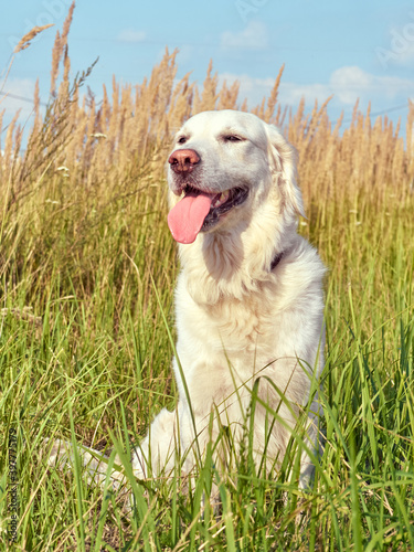 Cute retriever on the nature background.