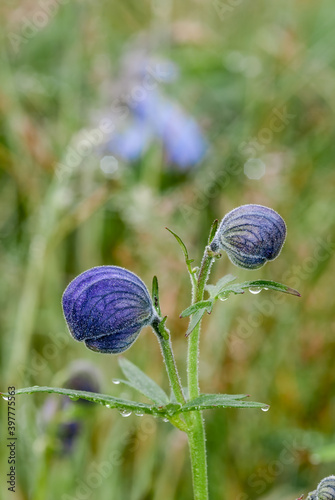 Larkspurleaf Monkshood (Aconitum delphinifolium) at Chowiet Island, Semidi Islands, Alaska, USA photo