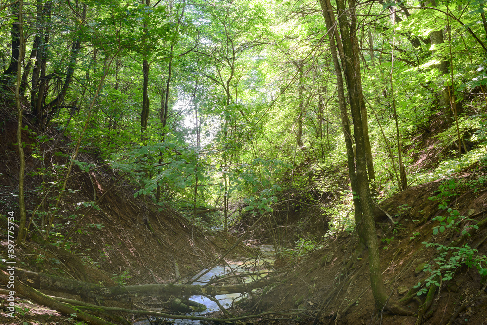 A ravine with a small river in a dense forest on a summer day A ravine with a small river in a dense forest on a summer day