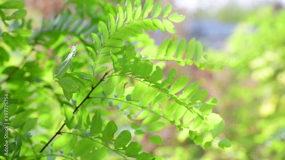 The Early autumn Robinia pseudoacacia leaves