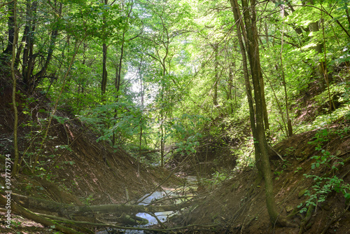 A ravine with a small river in a dense forest on a summer day