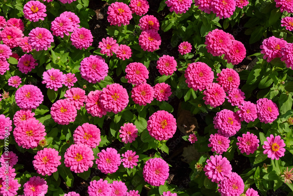 Flowers zinnia elegans (Common zinnia), Flower background, Is a single leaf herbaceous plant with a bouquet of pink as an ornamental plant, at Suan Luang Rama 9 Park Flowers zinnia elegans (Common zinnia), Flower background, Is a single leaf herbaceous plant with a bouquet of pink as an ornamental plant, at Suan Luang Rama 9 Park