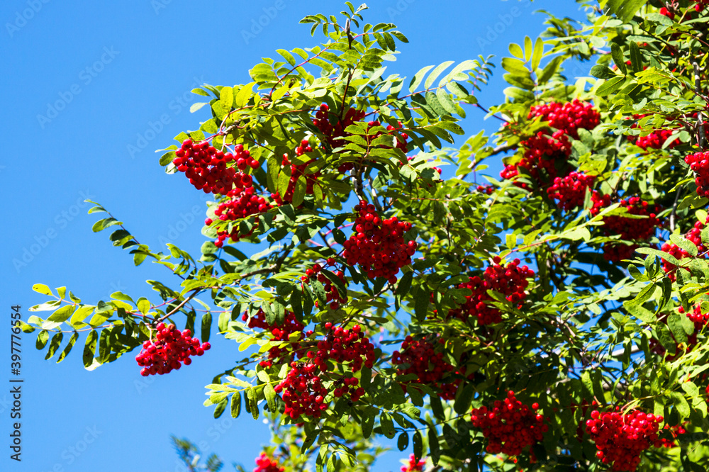 Colorful rowanberry fruits on the rowan tree. Blue sky in the background.