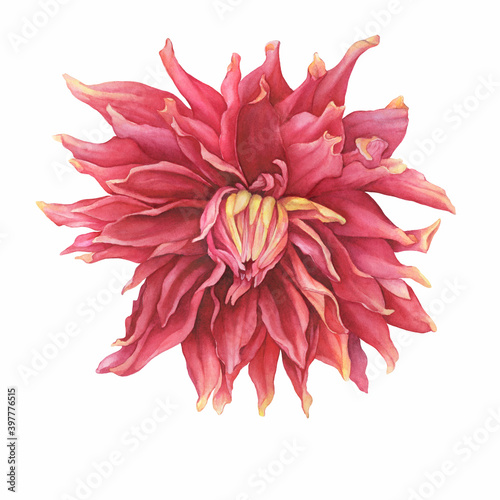 A closeup of pink dahlia flower (Georgina,  Semi cactus dahlia). Watercolor hand drawn painting illustration isolated on white background. photo