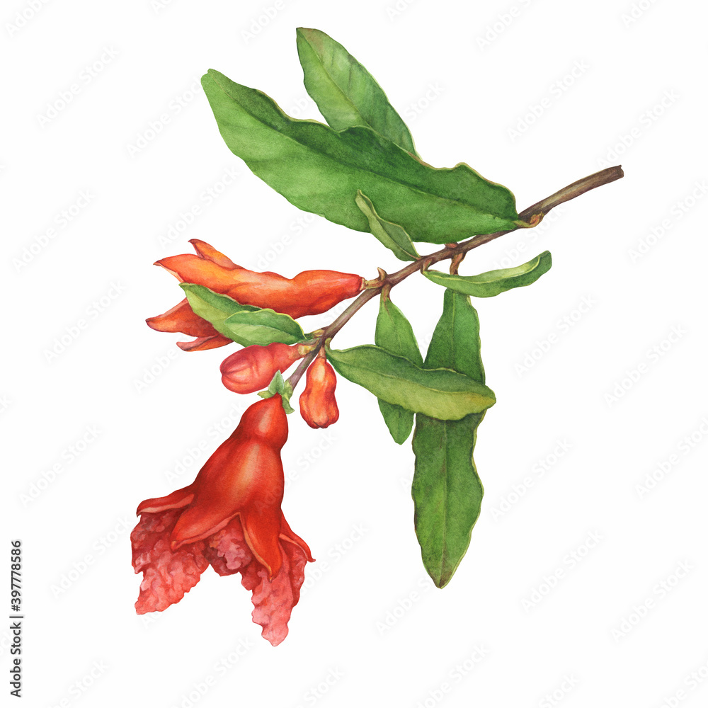 Fototapeta premium Beautiful pomegranate tree branch with flower, buds and green leaves. (also called Punica granatum). Watercolor hand drawn painting illustration isolated on white background.