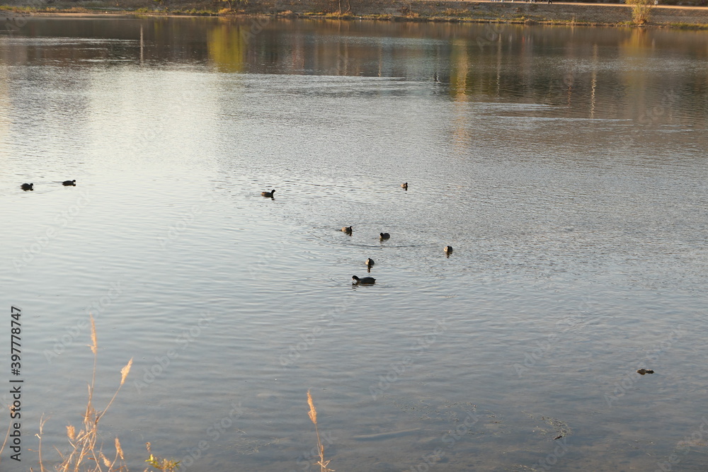 Birds playing in the Jinju River Birds playing in the Jinju River