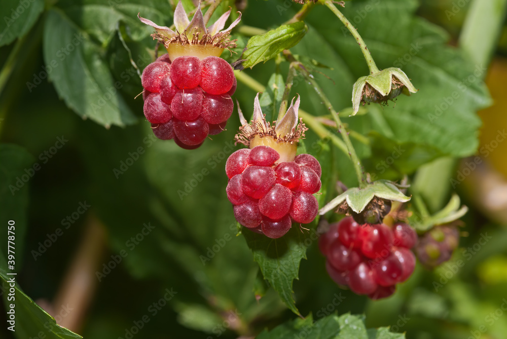 Red Raspberry (Rubus idaeus) in orchard Red Raspberry (Rubus idaeus) in orchard