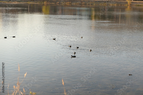 Birds playing in the Jinju River