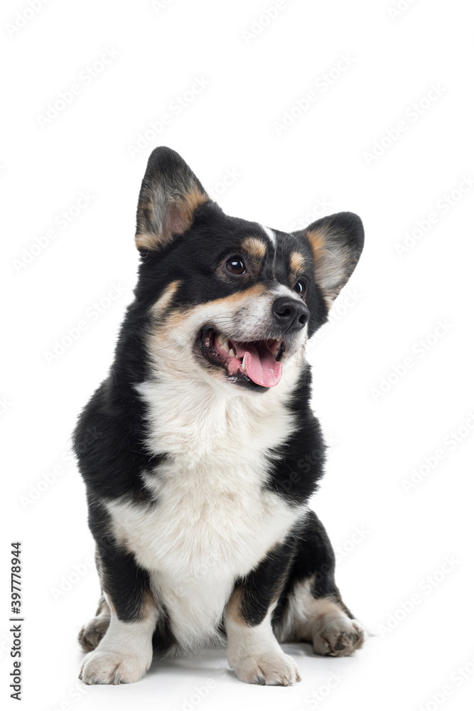 dog welsh corgi pembroke with open mouth on a white background. The pet smiles.