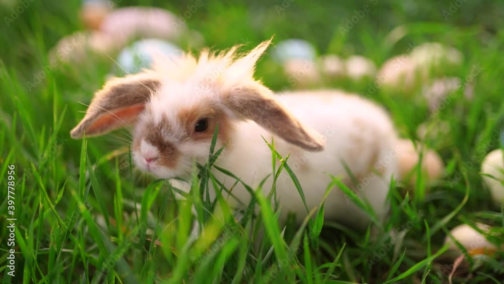 white rabbit on the grass.