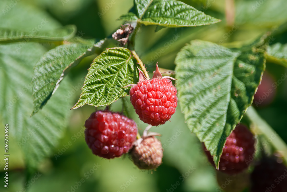 Red Raspberry (Rubus idaeus) in orchard Red Raspberry (Rubus idaeus) in orchard