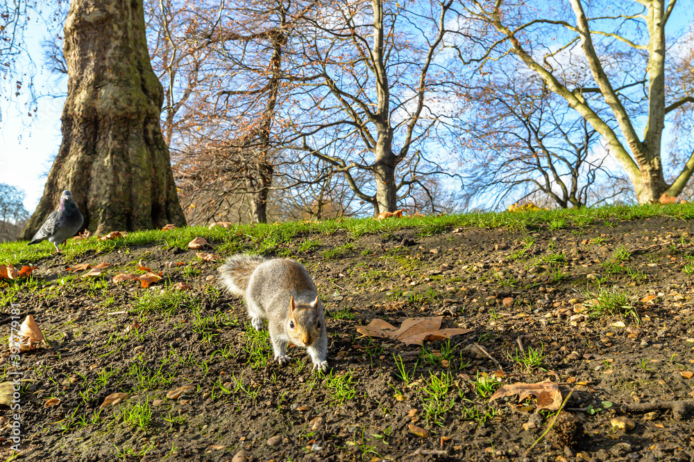 A squirrel in St James Park