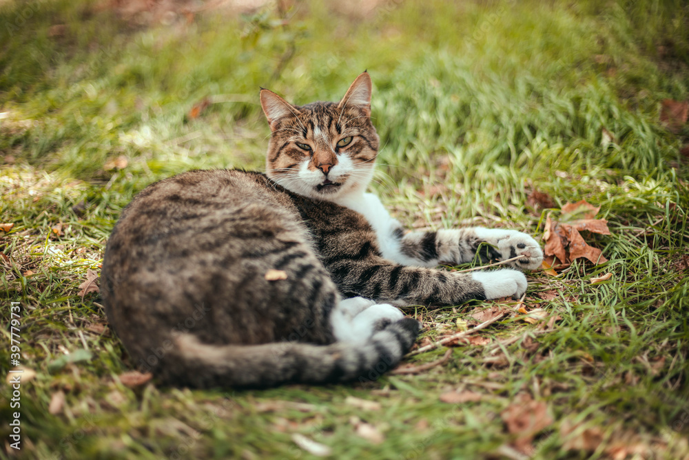 Panoramic shot of a striped curious adult cat is looking at the camera. Selective focus on the eyes.