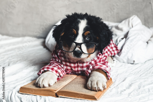 Cute Bernese Mountain Dog with red shirt on blanket with a book 