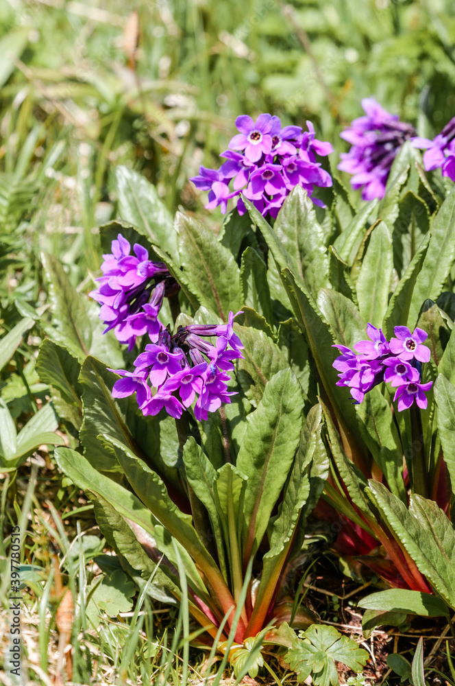 Chukchi Primrose (Primula tschuktschorum) at St. George Island, Pribilof Islands, Alaska, USA Chukchi Primrose (Primula tschuktschorum) at St. George Island, Pribilof Islands, Alaska, USA