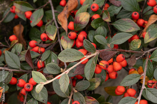 foglie e bacche rosse di cotoneaster photo