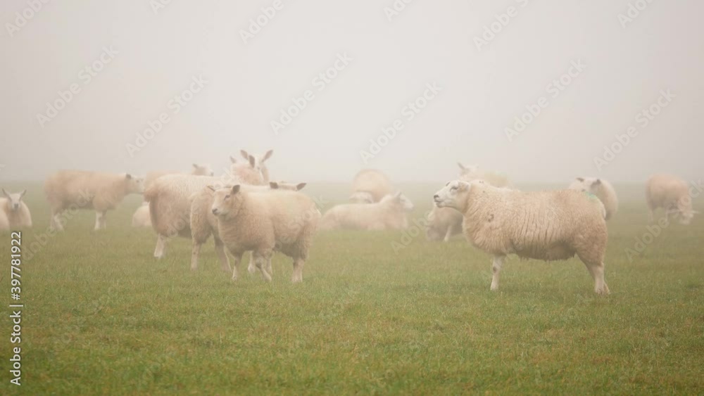 A bunch of sheep in the middle of a field. A bunch of sheep in the middle of a field.