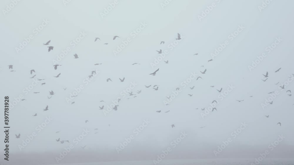 A flock of birds being tracked by the camera in fog. A flock of birds being tracked by the camera in fog.