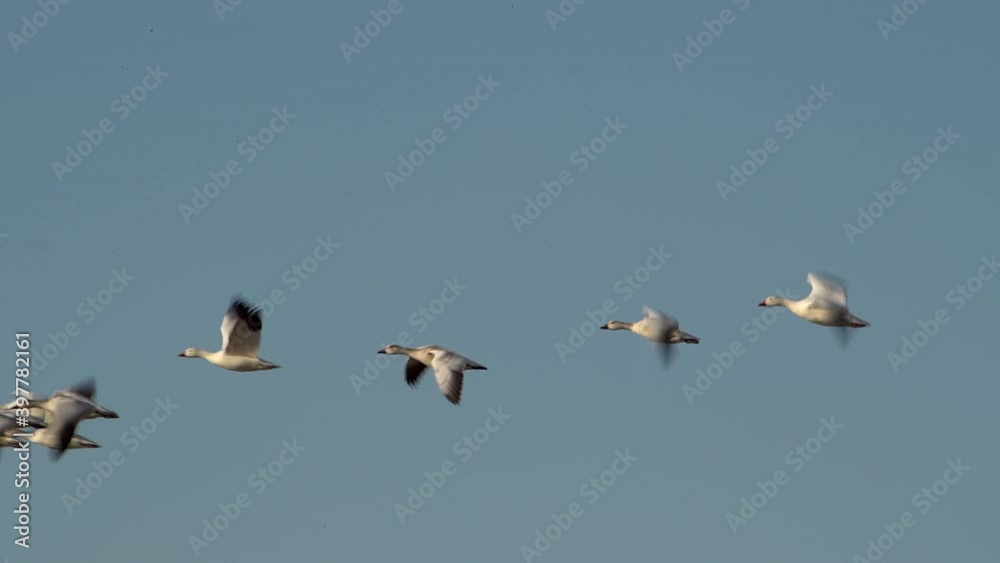 Three light snow geese catch up to the flock in the blue sky over the wetlands of Bitter Lake Wildlife Refuge on the Central Flyway in New Mexico USA. High quality 4k video footage. Three light snow geese catch up to the flock in the blue sky over the wetlands of Bitter Lake Wildlife Refuge on the Central Flyway in New Mexico USA. High quality 4k video footage.