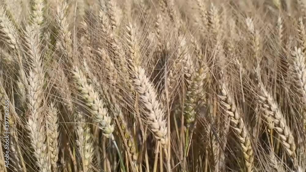 Golden ears of wheat sway in the wind Golden ears of wheat sway in the wind