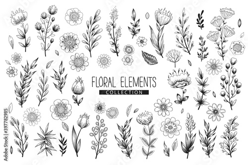 Vector floral elements collection with hand drawn flowers, leaves branches and herbs isolated on white background. Vintage botanical illustration for print, fabric, wallpaper, card