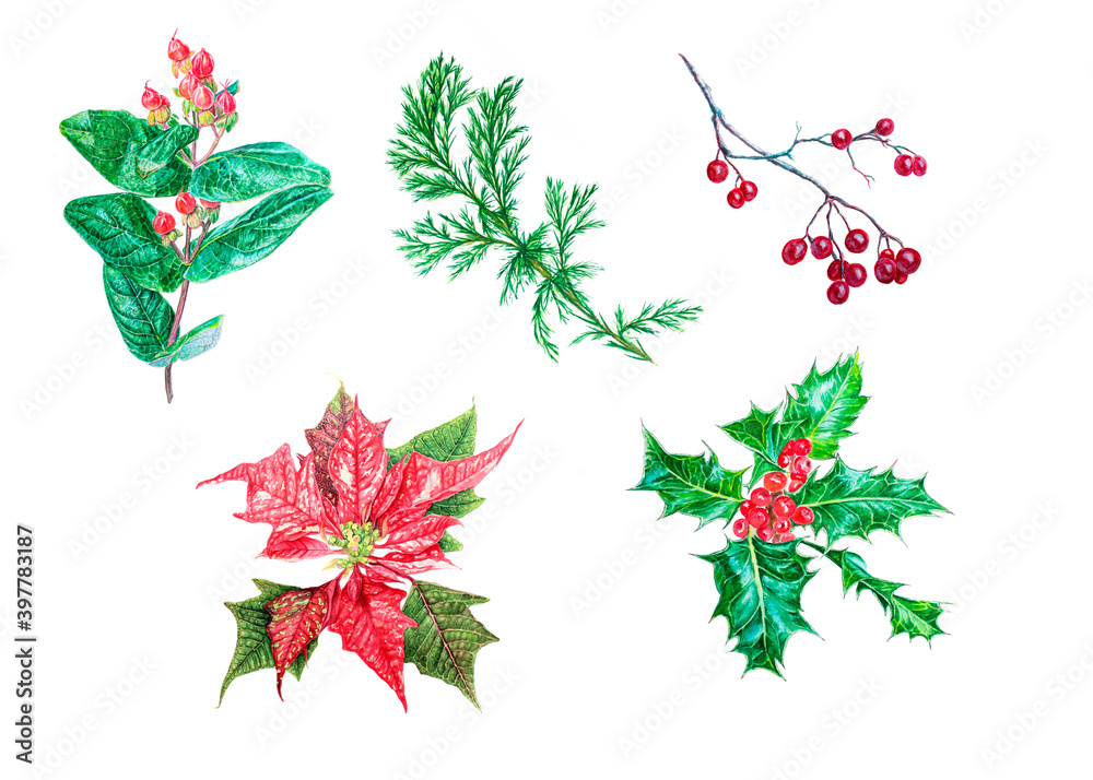 Watercolor set with Christmas plants: poinsettia, red berries, holly, pine needles. Isolated on white background