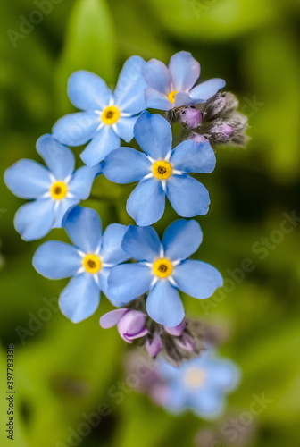 Forget-me-flowers closeup on a green background