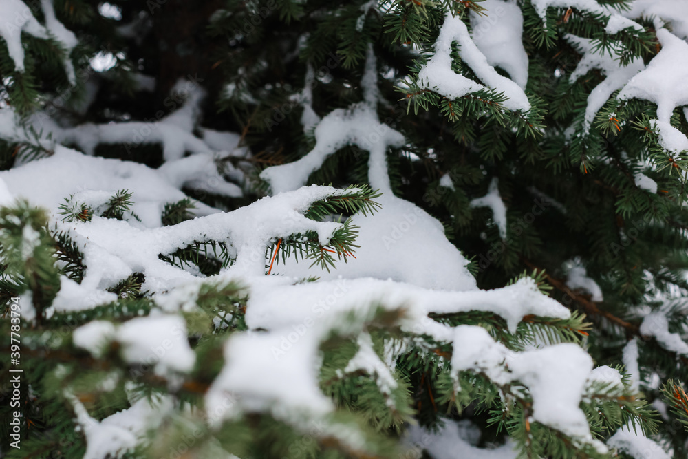 Spruce branches covered with snow. Happy New year, Merry Christmas, wintertime concept. Close up with place for text. Spruce branches covered with snow. Happy New year, Merry Christmas, wintertime concept. Close up with place for text.