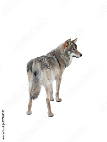  gray wolf isolated on white